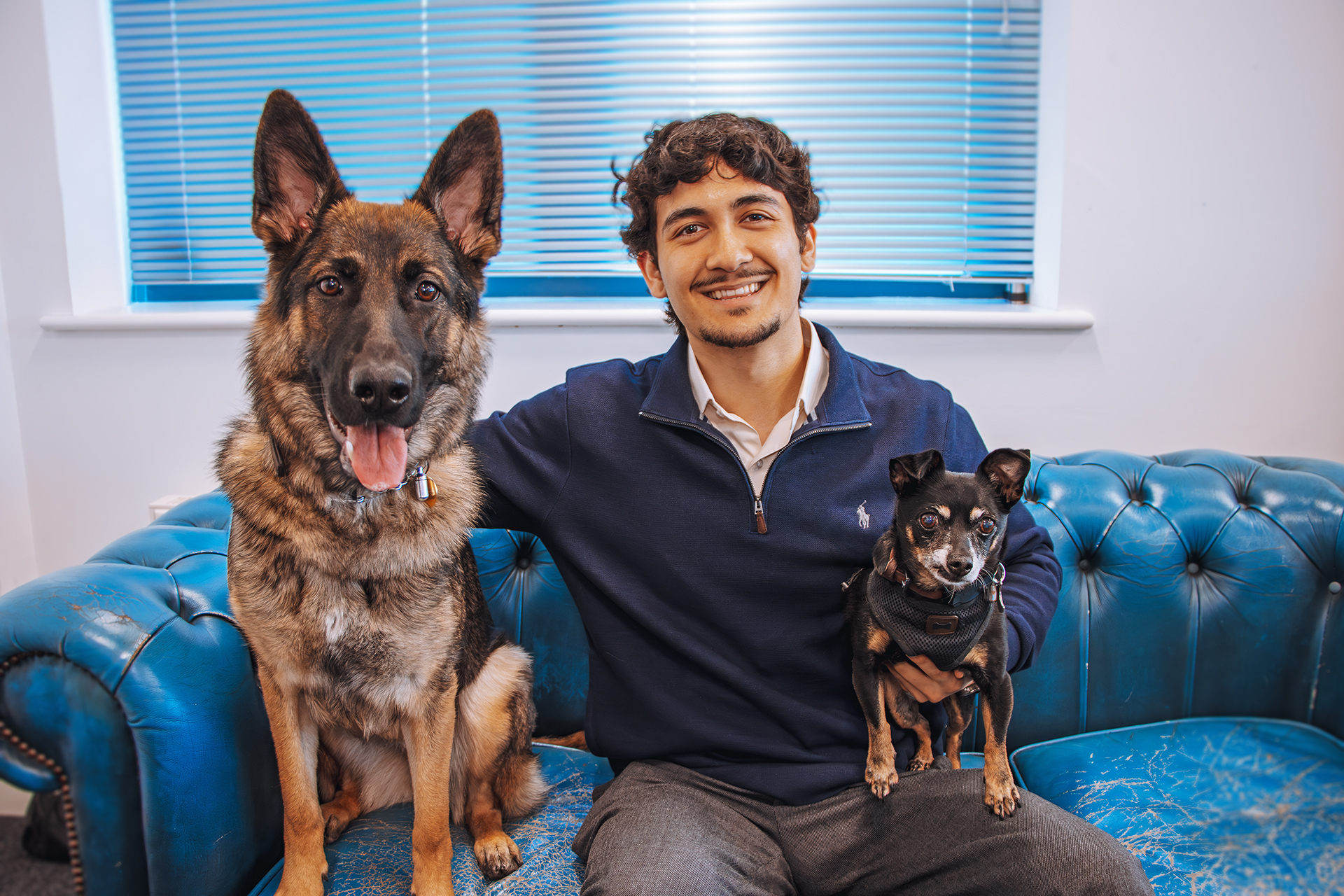 office dogs office dogs
